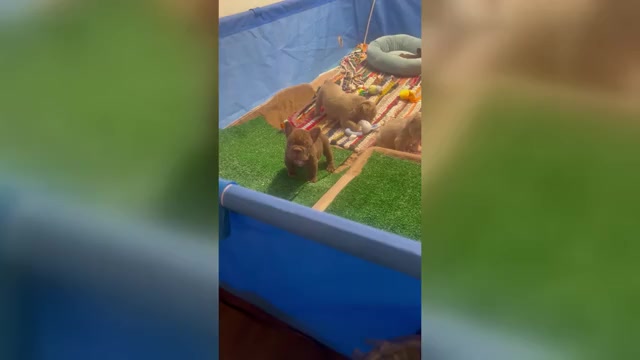 Video preview image #6 French Bulldog Puppy For Sale in PEWAUKEE, WI, USA