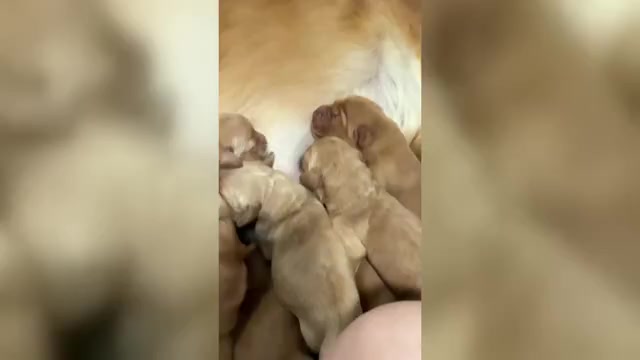 Video preview image #1 Golden Retriever-Red Heeler Mix Puppy For Sale in DEERFIELD BEACH, FL, USA