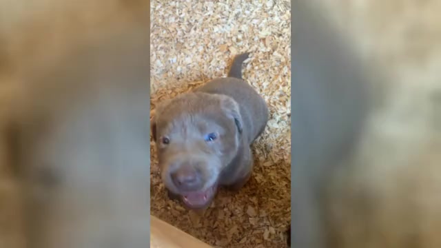 Video preview image #1 Labrador Retriever Puppy For Sale in WALDRON, MI, USA