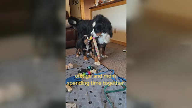 Video preview image #17  Breeder Profile in SALMON, ID, USA