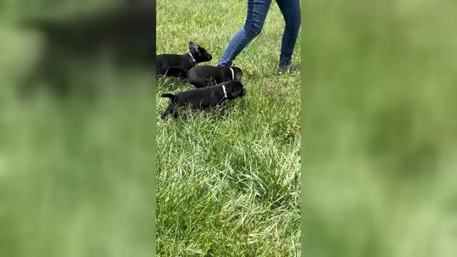 Video preview image #1 Labrador Retriever Puppy For Sale in NEOLA, WV, USA