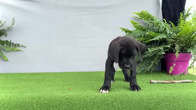 Video preview image #5 Great Dane Puppy For Sale in WAKARUSA, IN, USA