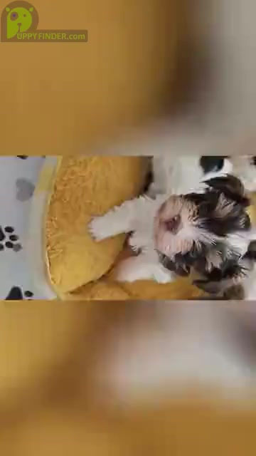 Video preview image #1  Breeder Profile in DARLINGTON, SC, USA
