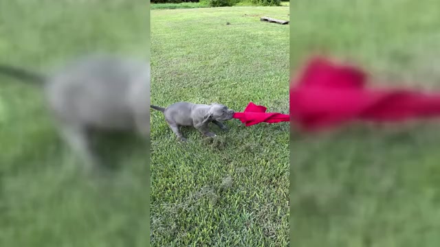 Video preview image #5 American Bully Puppy For Sale in BEULAVILLE, NC, USA