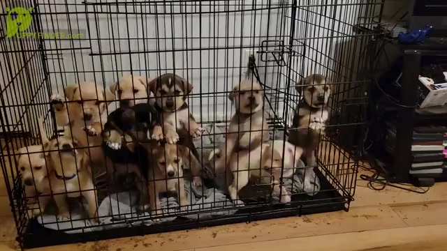 Video preview image #1 Shepradors Puppy For Sale in MORGANTON, NC, USA