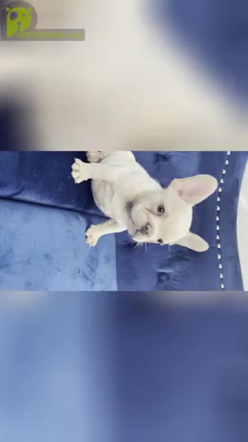 Video preview image #8 French Bulldog Puppy For Sale in ATHERTON, CA, USA
