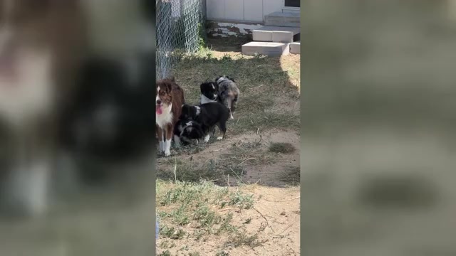 Video preview image #1  Breeder Profile in STRASBURG, CO, USA