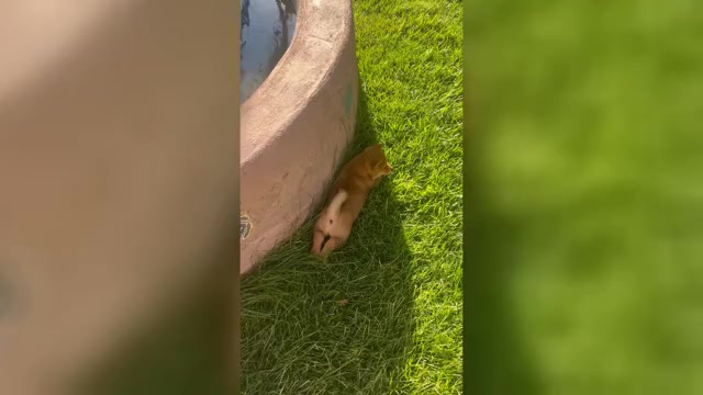 Video preview image #5 Shiba Inu Puppy For Sale in YUCCA VALLEY, CA, USA