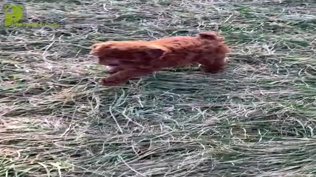 Video preview image #5 Poodle (Toy) Puppy For Sale in WARSAW, IN, USA