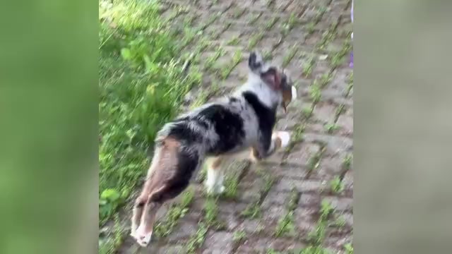 Video preview image #3 Miniature Australian Shepherd Puppy For Sale in HARRISON, OH, USA