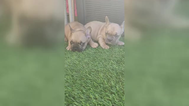 Video preview image #1 French Bulldog Puppy For Sale in LAS VEGAS, NV, USA