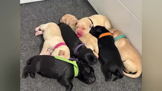 Video preview image #1 Labrador Retriever Puppy For Sale in PLANO, TX, USA