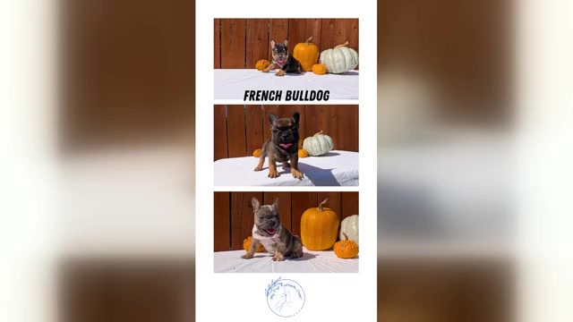 Video preview image #1 French Bulldog Puppy For Sale in GOSHEN, IN, USA