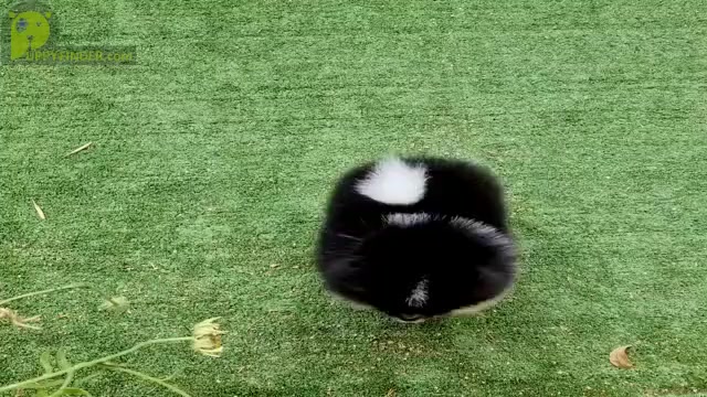 Video preview image #1 Pomeranian Puppy For Sale in SUNNY ISL BCH, FL, USA