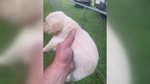 Video preview image #4 Labradoodle Puppy For Sale in GEORGETOWN, SC, USA
