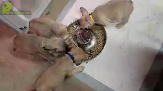 Video preview image #2 French Bulldog Puppy For Sale in VICTORVILLE, CA, USA
