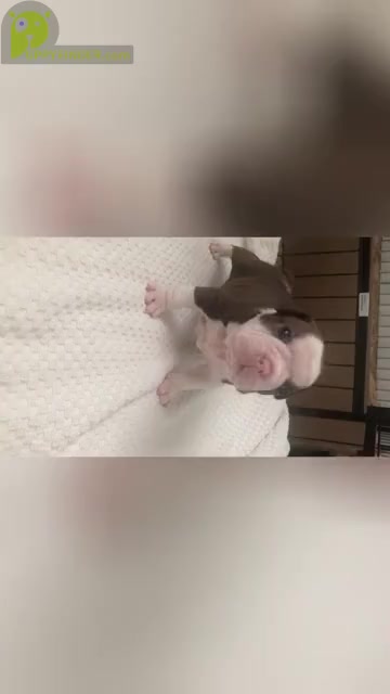 Video preview image #3 Boston Terrier Puppy For Sale in DICKINSON, TX, USA