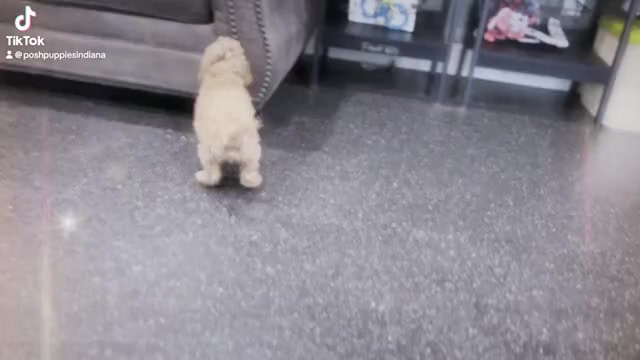 Video preview image #3 Cavapoo Puppy For Sale in WARSAW, IN, USA