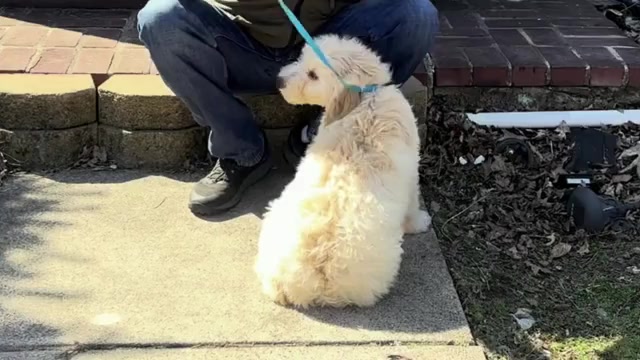 Video preview image #4 Goldendoodle Puppy For Sale in ORANGE, CT, USA
