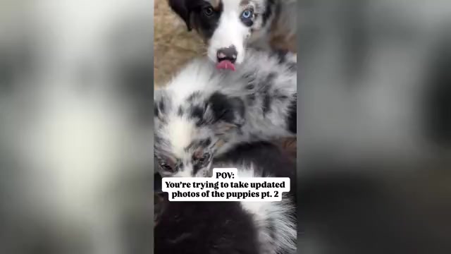 Video preview image #4  Breeder Profile in TYLER, TX, USA