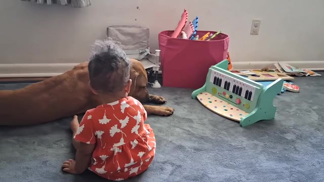 Video preview image #1 American Pit Bull Terrier Puppy For Sale in CLEARWATER, FL, USA