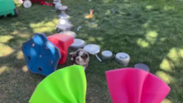 Video preview image #2 Bernedoodle (Miniature) Puppy For Sale in ROY, UT, USA