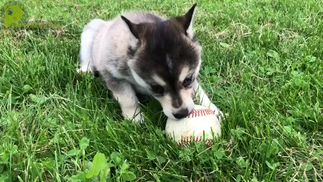 Video preview image #1 Alaskan Klee Kai Puppy For Sale in WILLIAMSBURG, OH, USA