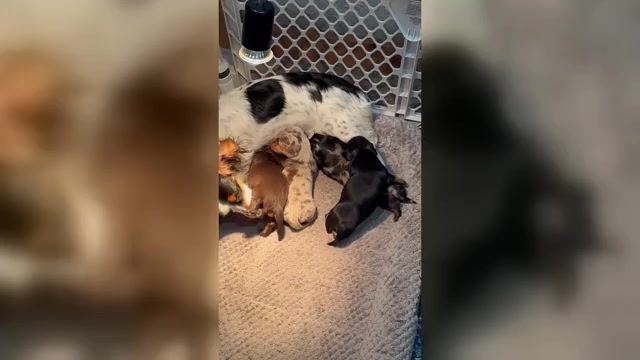 Video preview image #1 Dachshund Puppy For Sale in UNIONVILLE, IA, USA