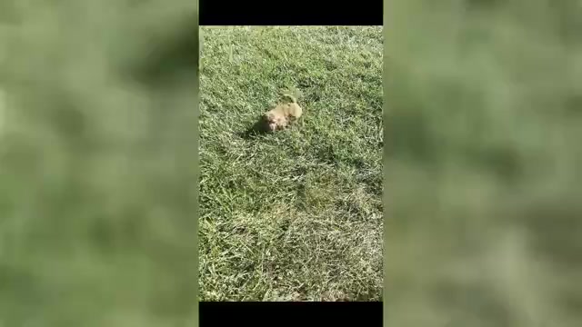 Video preview image #1 Goldendoodle (Miniature) Puppy For Sale in WARSAW, IN, USA