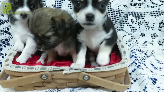 Video preview image #1 Chihuahua Puppy For Sale in GROVESPRING, MO, USA
