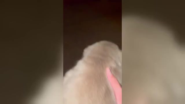 Video preview image #2 French Bulldog Puppy For Sale in SAN DIEGO, CA, USA