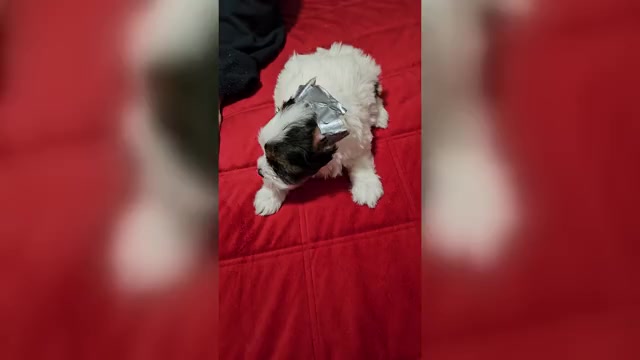 Video preview image #3 Yorkshire Terrier Puppy For Sale in CONKLIN, NY, USA