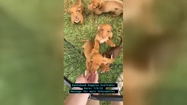 Video preview image #1 Dachshund Puppy For Sale in EASTVALE, CA, USA