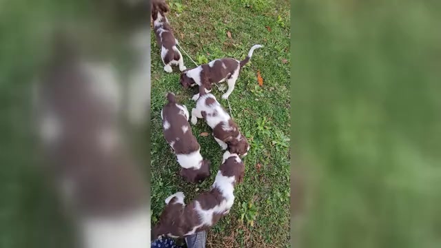 Video preview image #1 English Springer Spaniel Puppy For Sale in WOOSTER, OH, USA