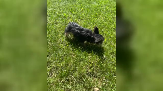 Video preview image #1 YorkiePoo Puppy For Sale in NAPPANEE, IN, USA