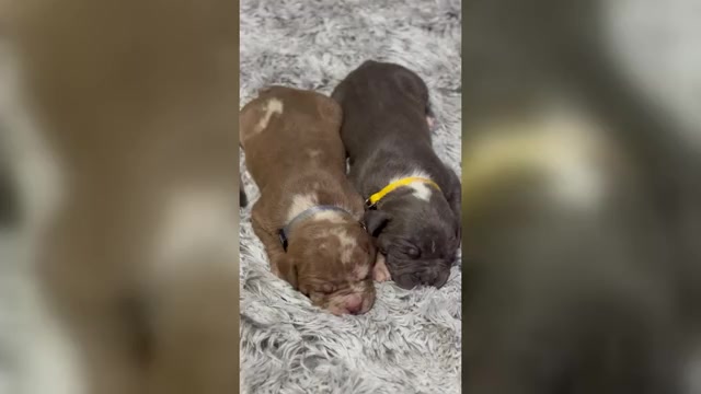 Video preview image #5 American Bully Puppy For Sale in FORT LAUDERDALE, FL, USA