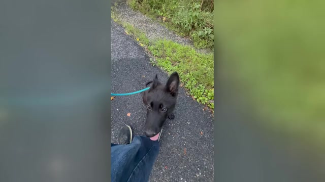Video preview image #2 German Shepherd Dog Puppy For Sale in NEWVILLE, PA, USA