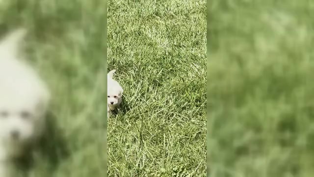 Video preview image #1 Maltipoo Puppy For Sale in WARSAW, IN, USA