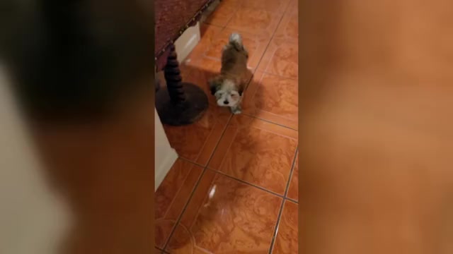 Video preview image #1 Lhasa Apso Puppy For Sale in PHOENIX, AZ, USA