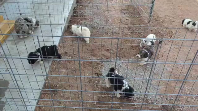 Video preview image #1 Bernedoodle (Miniature) Puppy For Sale in CANON CITY, CO, USA