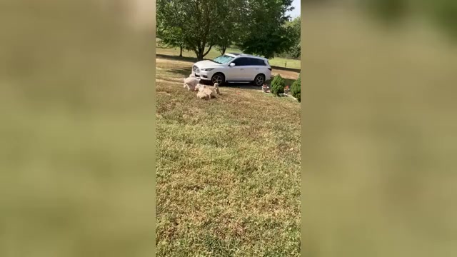 Video preview image #2 Poodle (Toy) Puppy For Sale in AVA, MO, USA