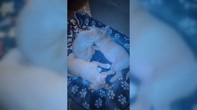 Video preview image #2 American Bully Puppy For Sale in BOLINGBROOK, IL, USA