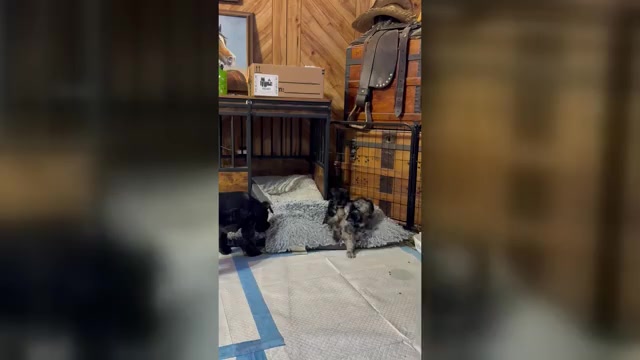 Video preview image #1 Schnauzer (Miniature) Puppy For Sale in PORT LAVACA, TX, USA