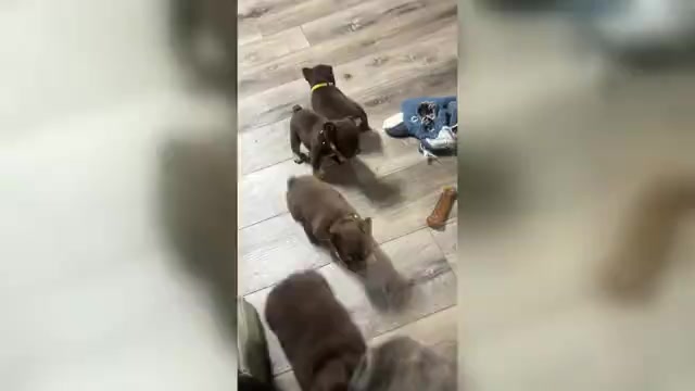 Video preview image #2 French Bulldog Puppy For Sale in BRIGHTON, CO, USA