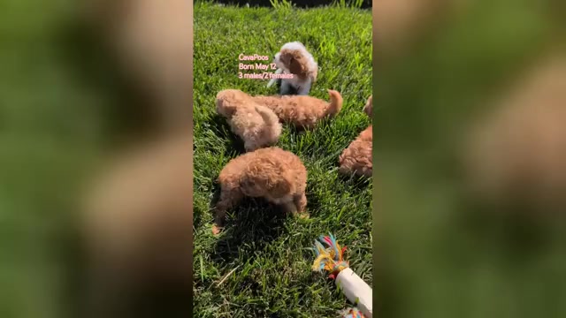 Video preview image #1 Cavapoo (Miniature) Puppy For Sale in GOSHEN, IN, USA