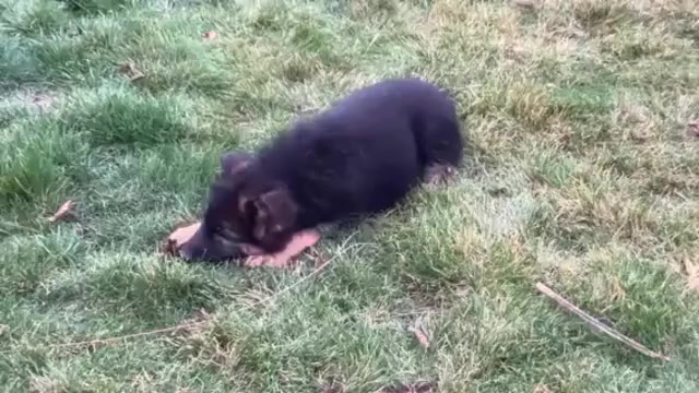 Video preview image #1 German Shepherd Dog Puppy For Sale in WALLA WALLA, WA, USA