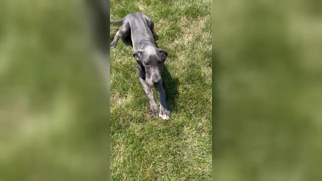 Video preview image #1 Great Dane Puppy For Sale in MIDDLEBURY, IN, USA