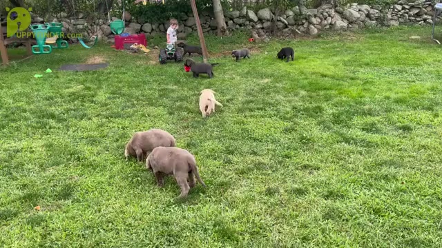 Video preview image #1  Breeder Profile in ACUSHNET, MA, USA