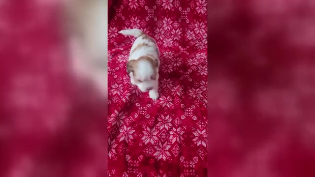 Video preview image #3 Havanese Puppy For Sale in ALBION, PA, USA