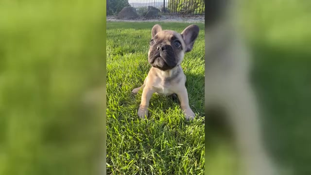 Video preview image #8 French Bulldog Puppy For Sale in SUNNYSIDE, WA, USA